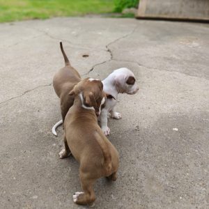 Chocolate Brown Pitbull Puppy