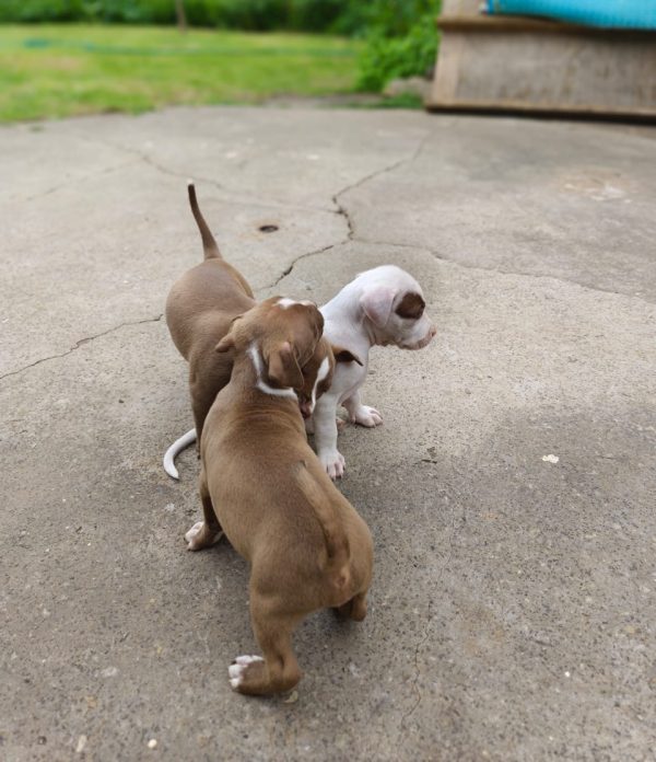 Chocolate Brown Pitbull Puppy
