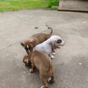 Brown playful male kid-friendly Pitbull puppy