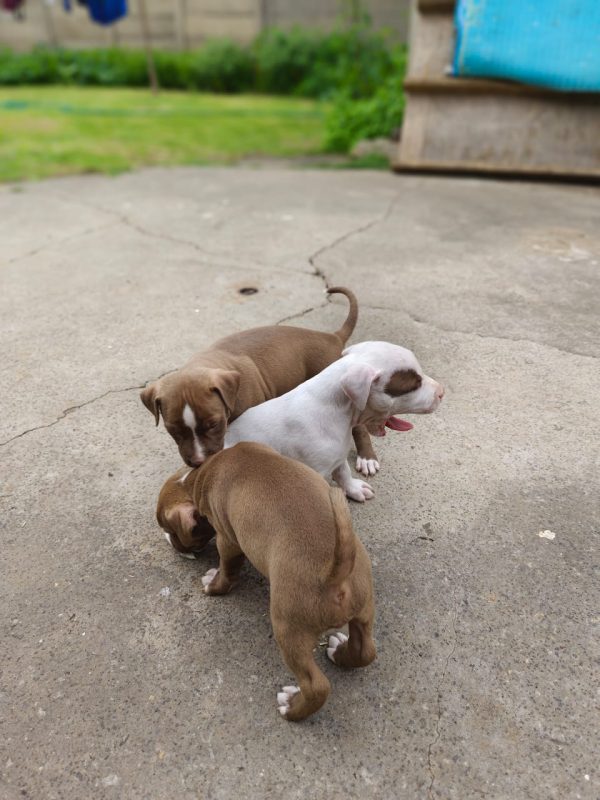 Brown playful male kid-friendly Pitbull puppy