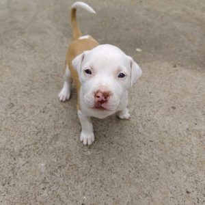 Red Nose Tricolor Pitbull Puppy