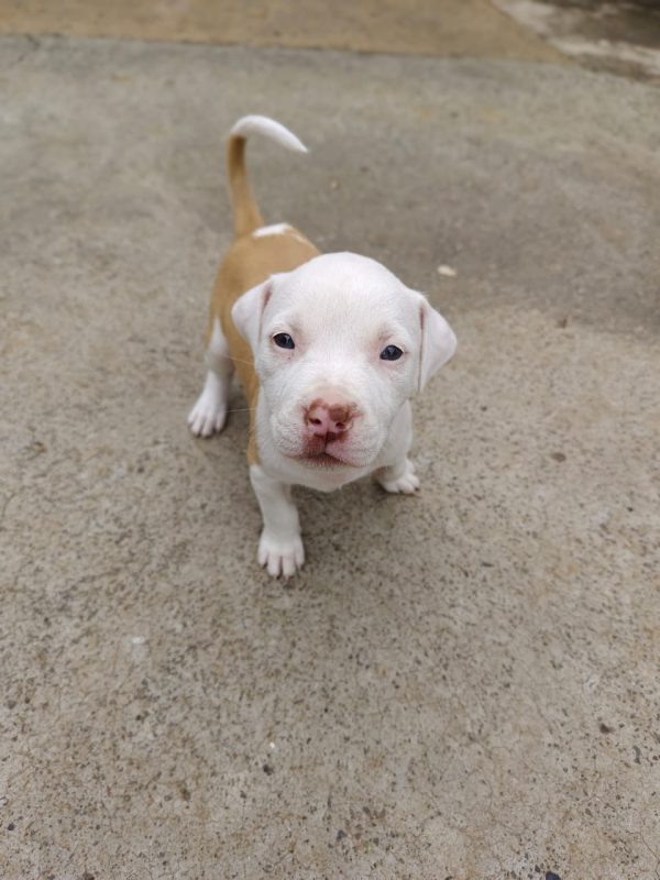 Red Nose Tricolor Pitbull Puppy