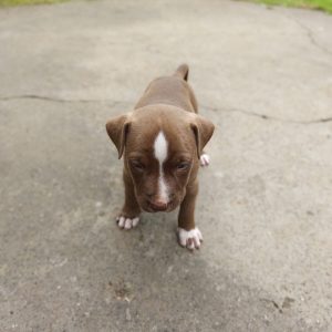 Bruno - Energetic Athletic Pitbull Puppy