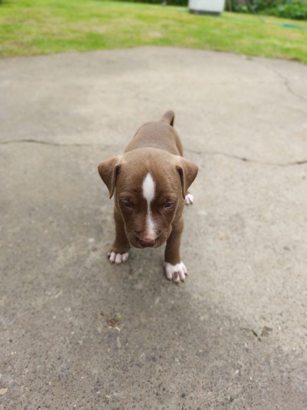 Bruno - Energetic Athletic Pitbull Puppy