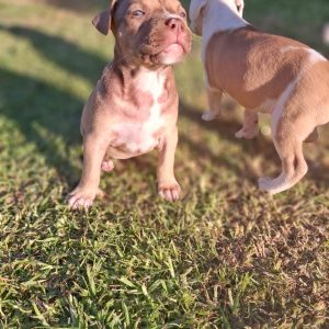 Female Pitbull for sale