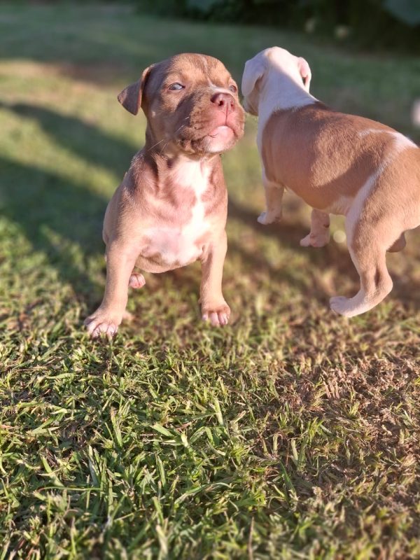 Female Pitbull for sale