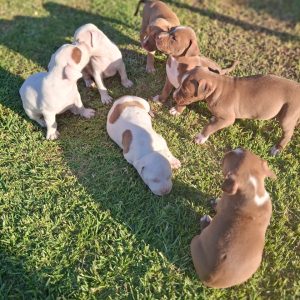 Purebred Pitbull Puppies for Sale – Healthy, Loving, and Ready for Forever Homes
