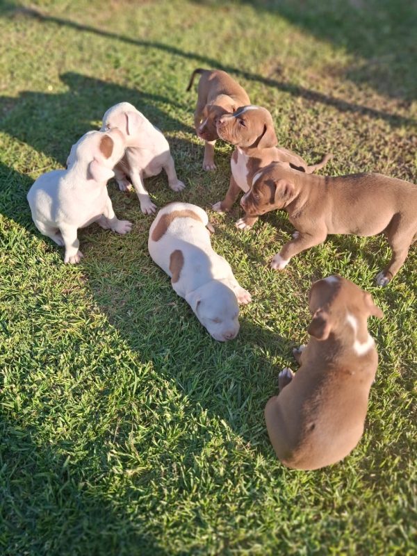 Purebred Pitbull Puppies for Sale – Healthy, Loving, and Ready for Forever Homes